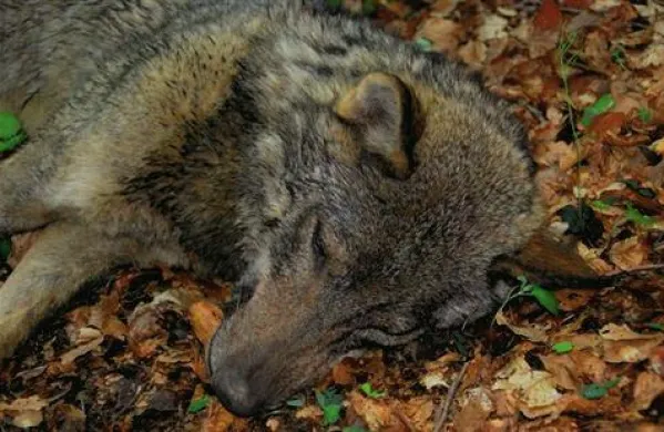 Izguba alfa volkulje najverjetneje pomeni razpad tropa in majhno verjetnost za preživetje Tonkinih petih mladičev