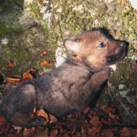 Tonkini osiroteli volčiči bodo najverjetneje  poginili 