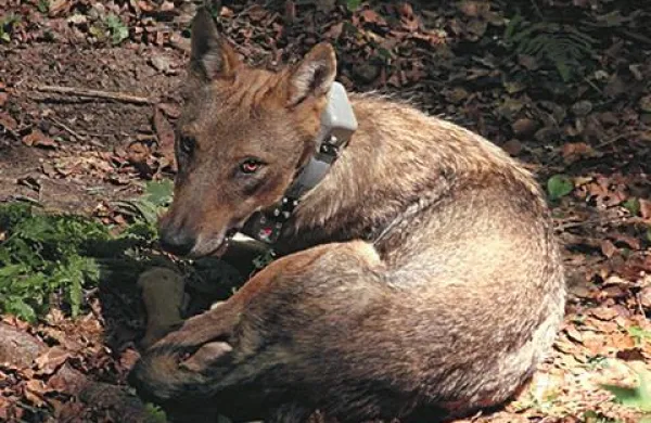 Na pašniku, kjer je bila odstreljena Tia, doslej ni bilo še nobene škode zaradi napadov volkov