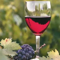 Tudi na južnem Primorskem, kjer je trta doma, so razmere podobne kot drugod, le kroničnih odraslih alkoholikov naj bi bilo okrog  pet odstotkov manj od slovenskega povprečja (20 odstotkov) 