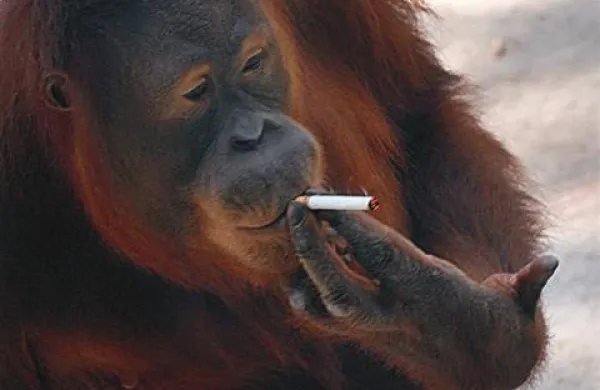 Orangutanka v indonezijskem živalskem vrtu, ki je znana po svoji kadilski razvadi, je v sredo skotila zdravega mladiča