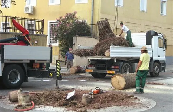 Zima je v koprski občini pokosila kar 172 od 215 zasajenih palm 