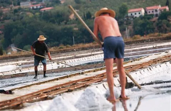 Letos so v Sečoveljskih solinah pospravili več kot 5000 ton soli