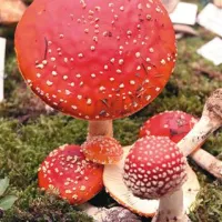 Veliko pogledov je pritegnila  zelo lepa in zelo  strupena rdeča mušnica 