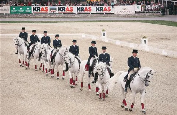 Veliko šolsko kvadriljo lipiške šole jahanja sestavljajo paradni konji Lipice