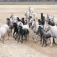 Čreda lipicanskih plemenskih kobil z žrebeti letnika 2012 