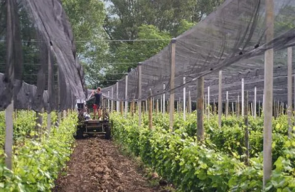 V baznem matičnem vinogradu Selekcijsko trsničarskega središča Vrhpolje raste 45 klonov in sort
