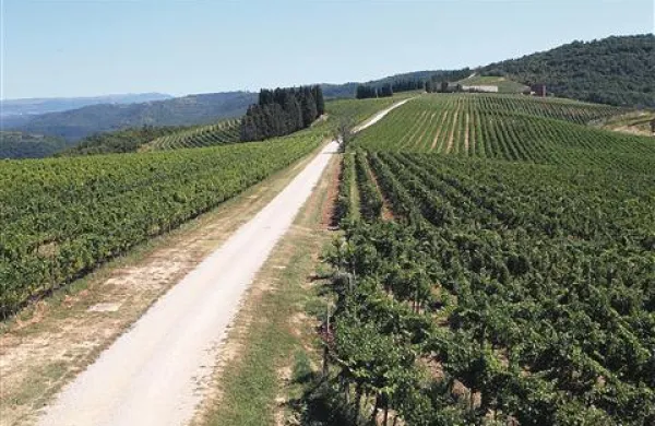 Vinogradniško posestvo Brič v torek - kot trdijo v podjetju Brič - ne bo šlo na dražbo