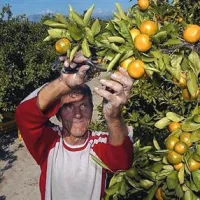 Obiranje mandarin v dolino Neretve privablja številne turiste, tudi iz Slovenije