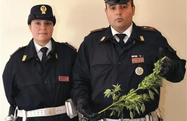 Sadiko konoplje so policisti zasegli