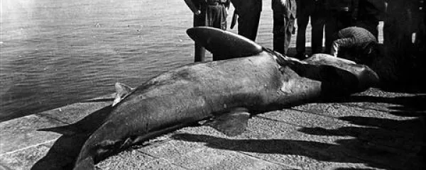 Beli morski volk  je oktobra 1963 pritegnil mnoge radovedne Izolane
