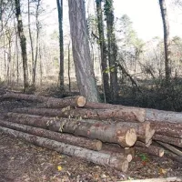 Le črnega bora lahko dosega ceno tudi 46 evrov na kubik