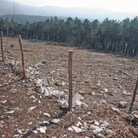 Prej je tu na Čebulovici rastel črni bor, zdaj  ga bodo zamenjali  listavci 