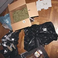 Zasegli so 74 kilogramov konoplje