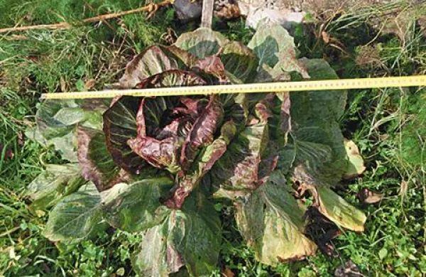 Radič velikan iz Tomačevice na Krasu