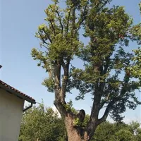 Še maja lani so domačini in strokovnjaki upali, da bodo stoletno lipo z ustrezno nego ohranili ...
