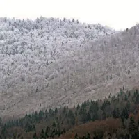 Sneg je pobelil tudi gozdove