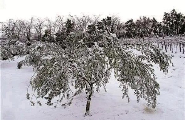 Do izpadov električne energije je prišlo zaradi nevšečnosti z vremenom Foto: Tomaž Primožič/FPA