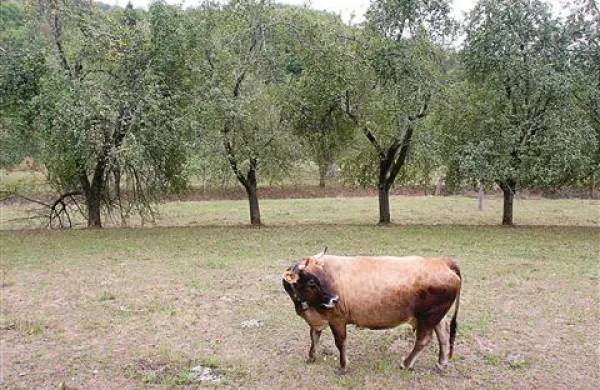 Dolina Branice je primer, kako lahko plodno sobivata kmetijstvo in Natura 2000: visokodebelni travniški  sadovnjaki ohranjajo ugodno stanje prosto živečih ptic, pod njimi  pa najde hrano tudi živina, ki z iztrebki omogoča življenje žuželk, ki so hrana pticam