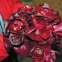 Goriška vrtnica oziroma solkanski regut