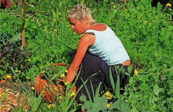 Planinko zasul plaz, pes preživel