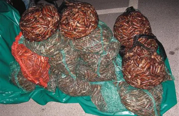 Policisti so med drugih zasegli tudi pošiljko zaščitenih datljev, težko več kot 200 kilogramov