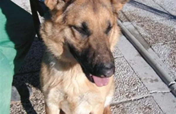 Zaradi hudih poškodb glave je lahko dežurni veterinar osemletnega mešančka, podobnega nemškemu ovčarju, le še uspaval. Fotografija je simbolična.