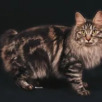 Odrasli kurilski bobtail