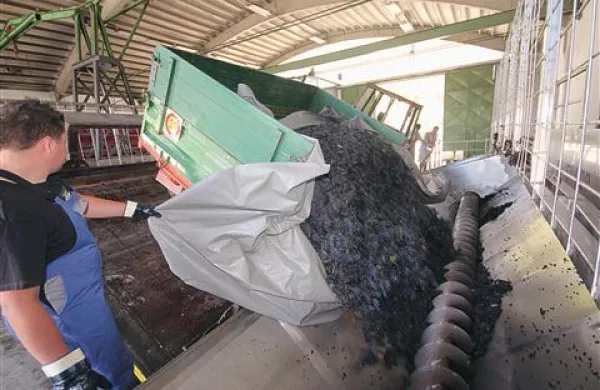 35 centov za kilogram grozdja lanskega letnika bo le delno poplačalo  trud vinogradnikov, ki jim je lani ob drugih težavah hudo ponagajala tudi narava
