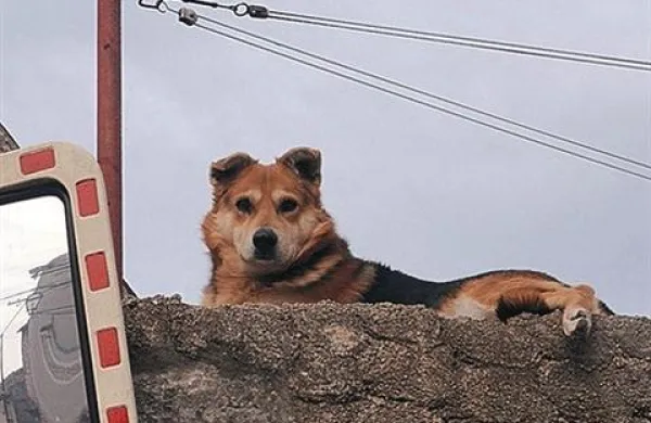 Psiček Miško je največ časa preživel tako, da je poležaval na zidku