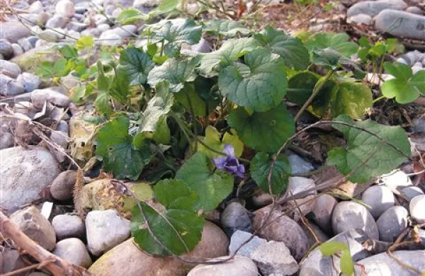 Cvetoče januarske vijolice prehitevajo pomlad