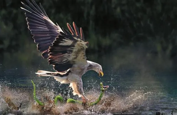 Miu Anthony: Eagle and snake/ Orel in kača, FIAP zlata medalja v kategoriji Letenje