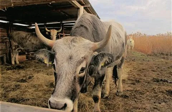 Fotografija je simbolična. Foto: Ilona Dolenc