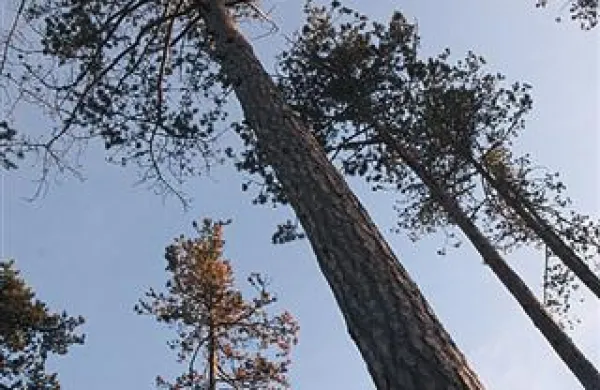 Fotografija je simbolična