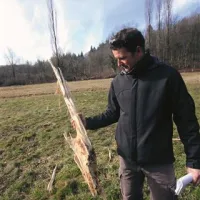 Strela je razcefrala topol