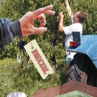 Dragi pridelovalci,  vidimo se prihodnje leto. Fructal je letos frcnil primorske pridelovalce breskev iz svojih načrtov. 