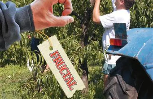 Kmetijsko gozdarska zbornica Slovenije (KGZS) je zaskrbljena in presenečena ob novici, da Fructal iz Ajdovščine ne namerava odkupiti letošnje letine breskev od pogodbenih sadjarjev