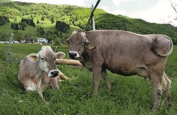 Kontaminirana koruzna krma, ki jo uporabljajo za prašiče, govedo in kokoši, je potencialno nevarna za človeka, saj bi rakotvorni aflatoksin lahko zaužili na primer preko kravjega mleka. Fotografija je simbolična.