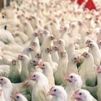 Od načina vzreje in prehrane kokoši sta odvisni oznaka na embalaži jajc in cena