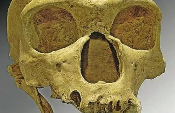 Študija lobanj neandertalcev je razkrila, da bi ta oblika človečnjaka lahko izumrla zaradi velikih oči
