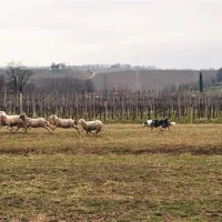 Borderski ovčarji so v tekmovalnem delu pokazali svoje pašne sposobnosti