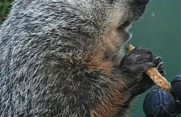 Svizec Phil je po mnenju tožilca namerno prepričal ljudi, da bo letošnja zima kratka 