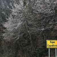 Žled na Markovcu
