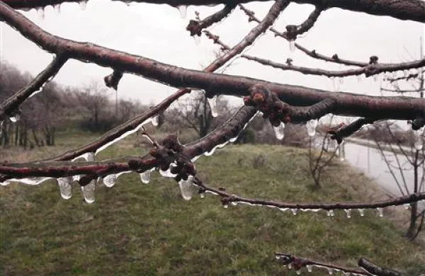 Sadna drevesa na Markovcu so bila včeraj zjutraj ujeta v leden oklep 