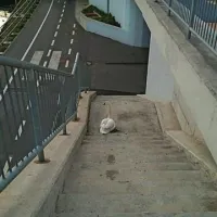 Labod je na stopnicah zagledal vodo in, sicer s težavo, uspel priti do Badaševice