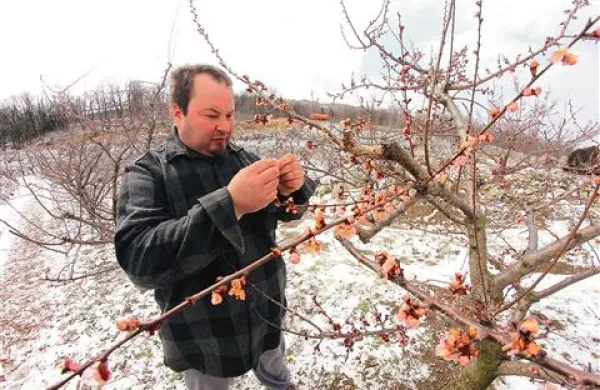 Peter Marc   si je včeraj z žalostjo ogledoval posledice pozebe v svojih nasadih marelic na Planini nad Ajdovščino