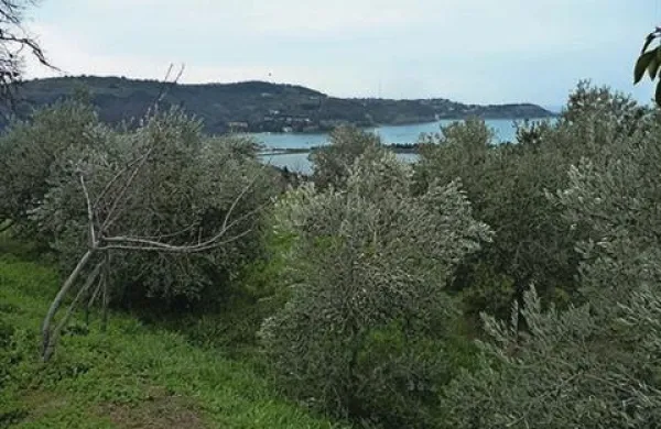 Mi&scaron;ič bi kmečko lopo, oljke pa gospodarja