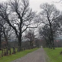 Tržaški drevored, ki je bil  nekoč glavna vstopna os v kobilarno, sega  do mejnega prehoda Lipica. Po obnovi ga nameravajo še naprej uporabljati za ježo in vožnje s kočijami ter ob protokolarnih priložnostih.   
