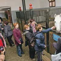 V Lipici si je seveda potrebno ogledati in se družiti tudi z lipicanci