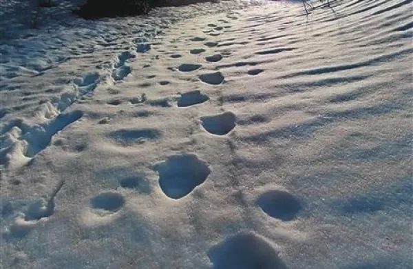 Kosmatinci so se  prebudili. Večinoma iščejo mrhovino, ki naj bi je bilo letos veliko, kmalu pa bodo presedlali na rastlinje, predvsem čemaž.